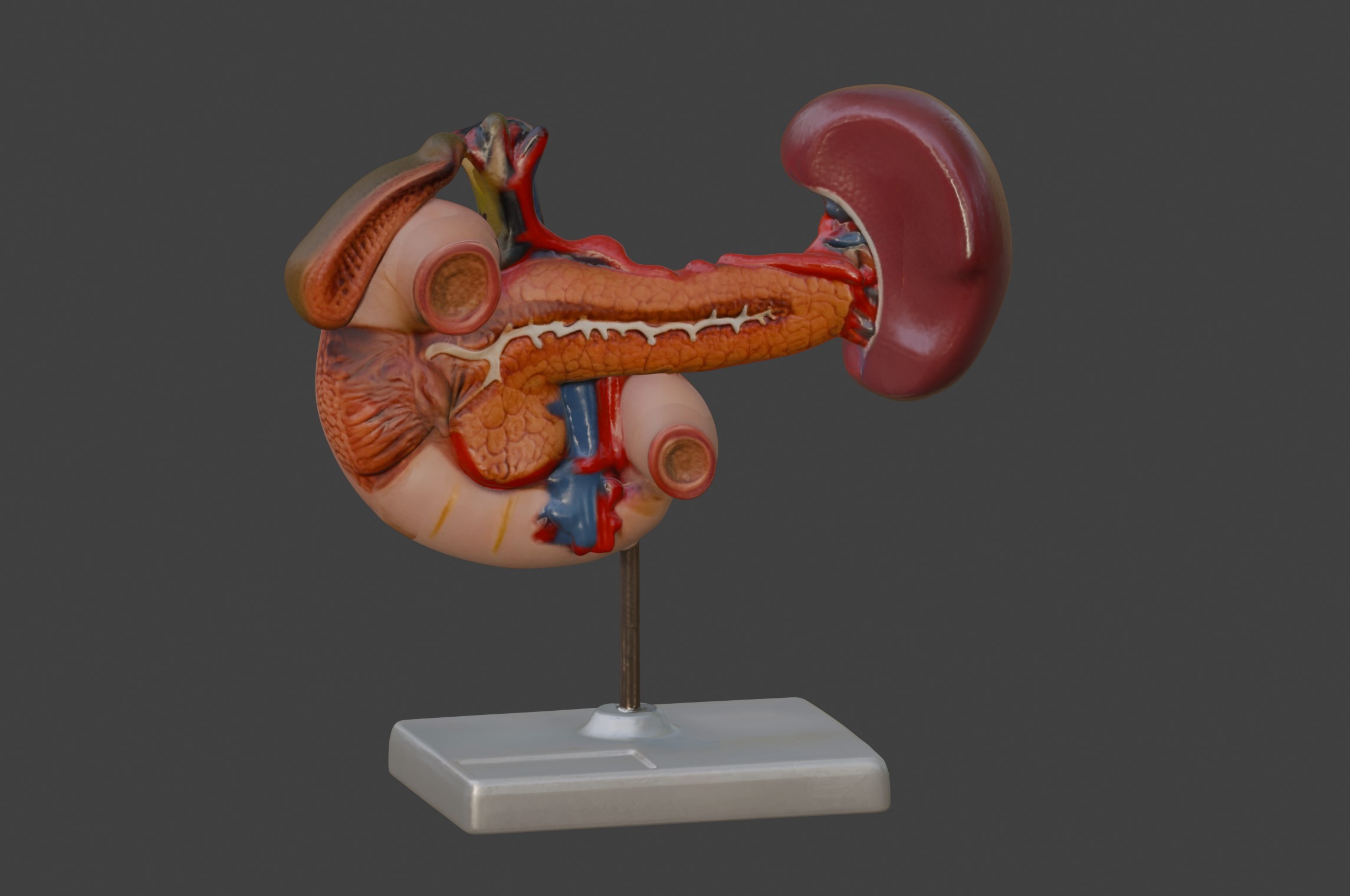 3D Model of Rear Organs Of The Upper Abdomen Anatomy 3D print model_1