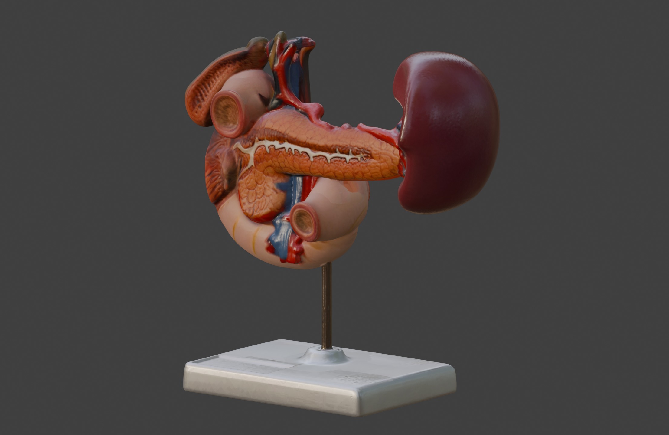 3D Model of Rear Organs Of The Upper Abdomen Anatomy 3D print model_6