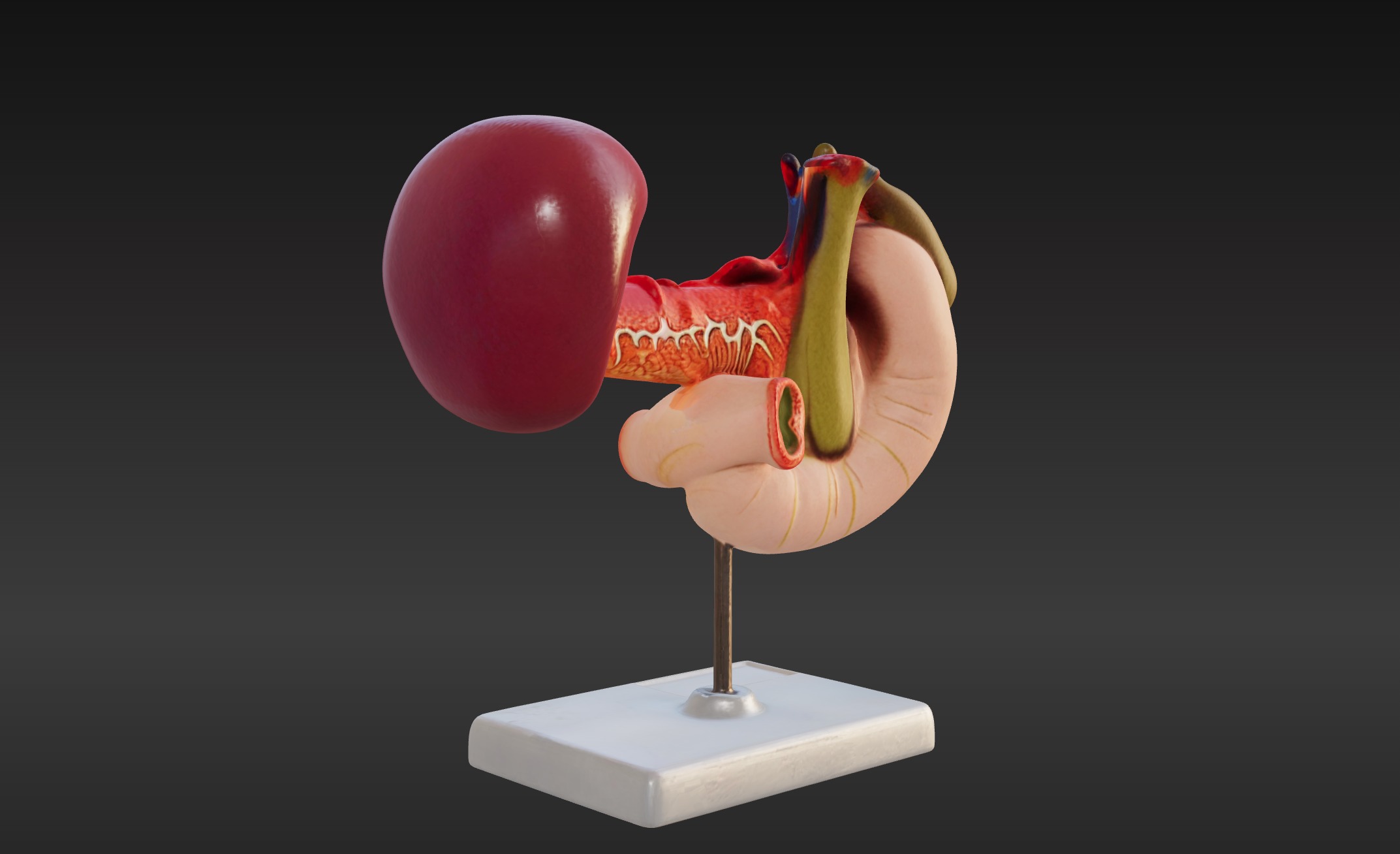 3D Model of Rear Organs Of The Upper Abdomen Anatomy 3D print model_4