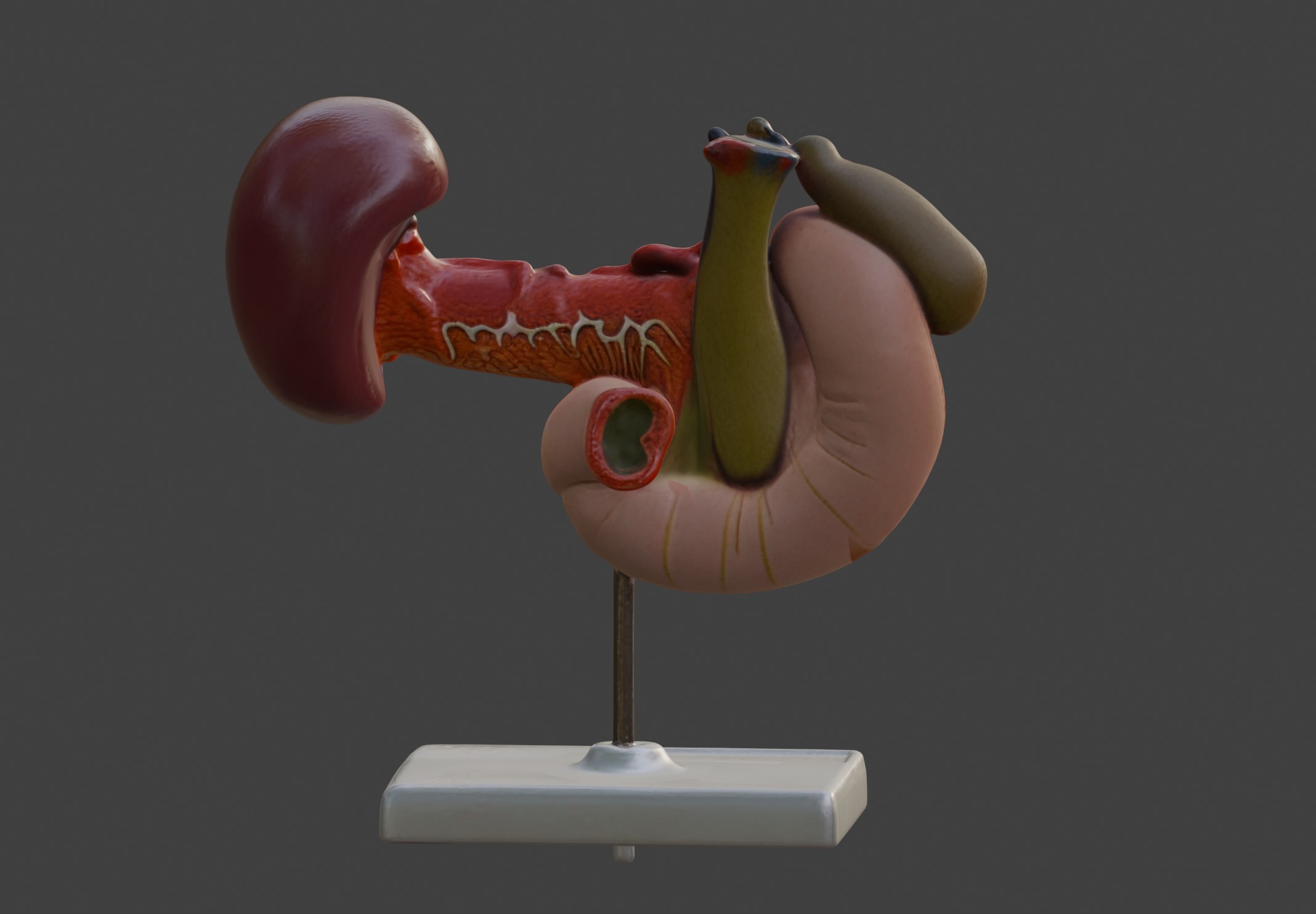 3D Model of Rear Organs Of The Upper Abdomen Anatomy 3D print model_8
