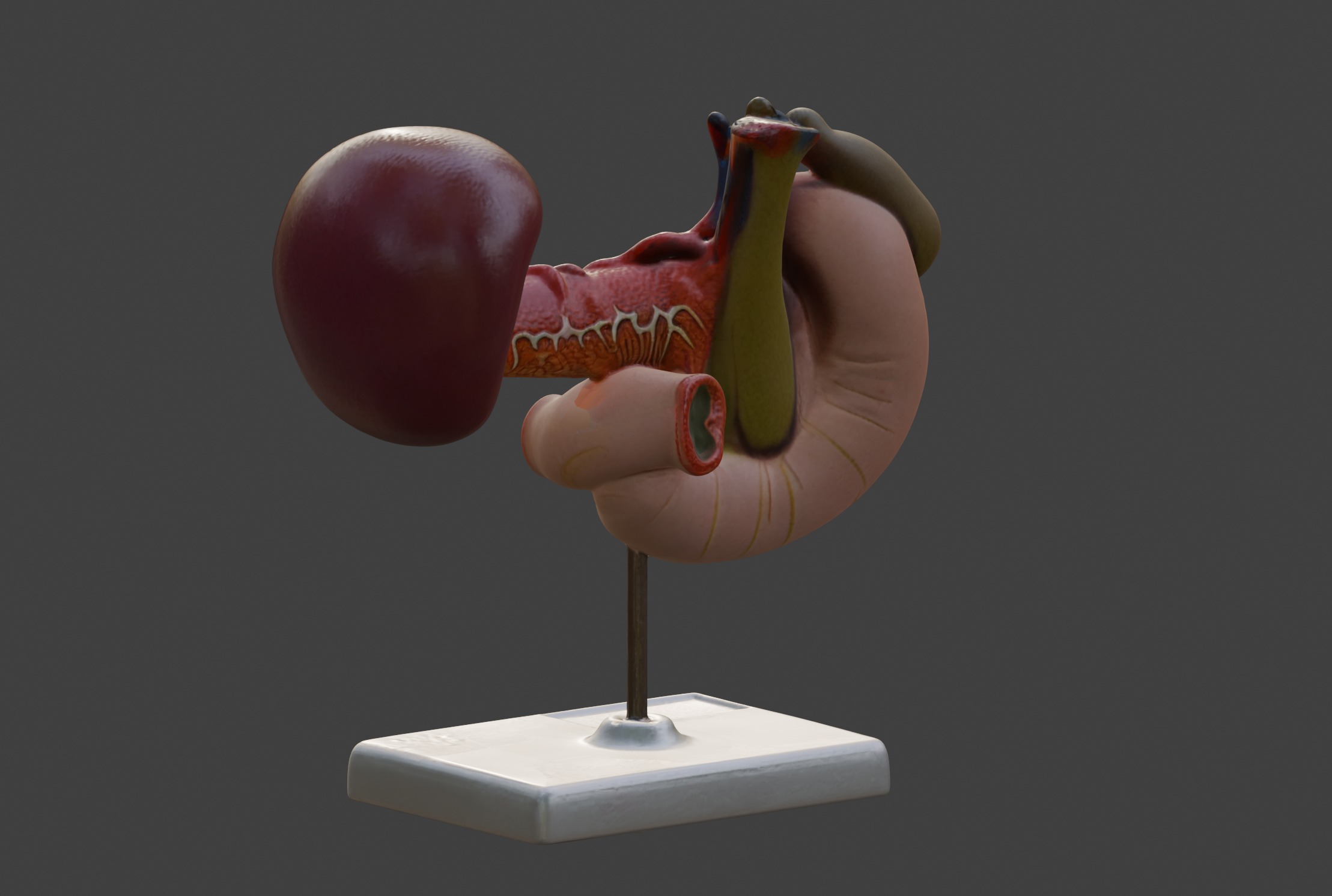 3D Model of Rear Organs Of The Upper Abdomen Anatomy 3D print model_7