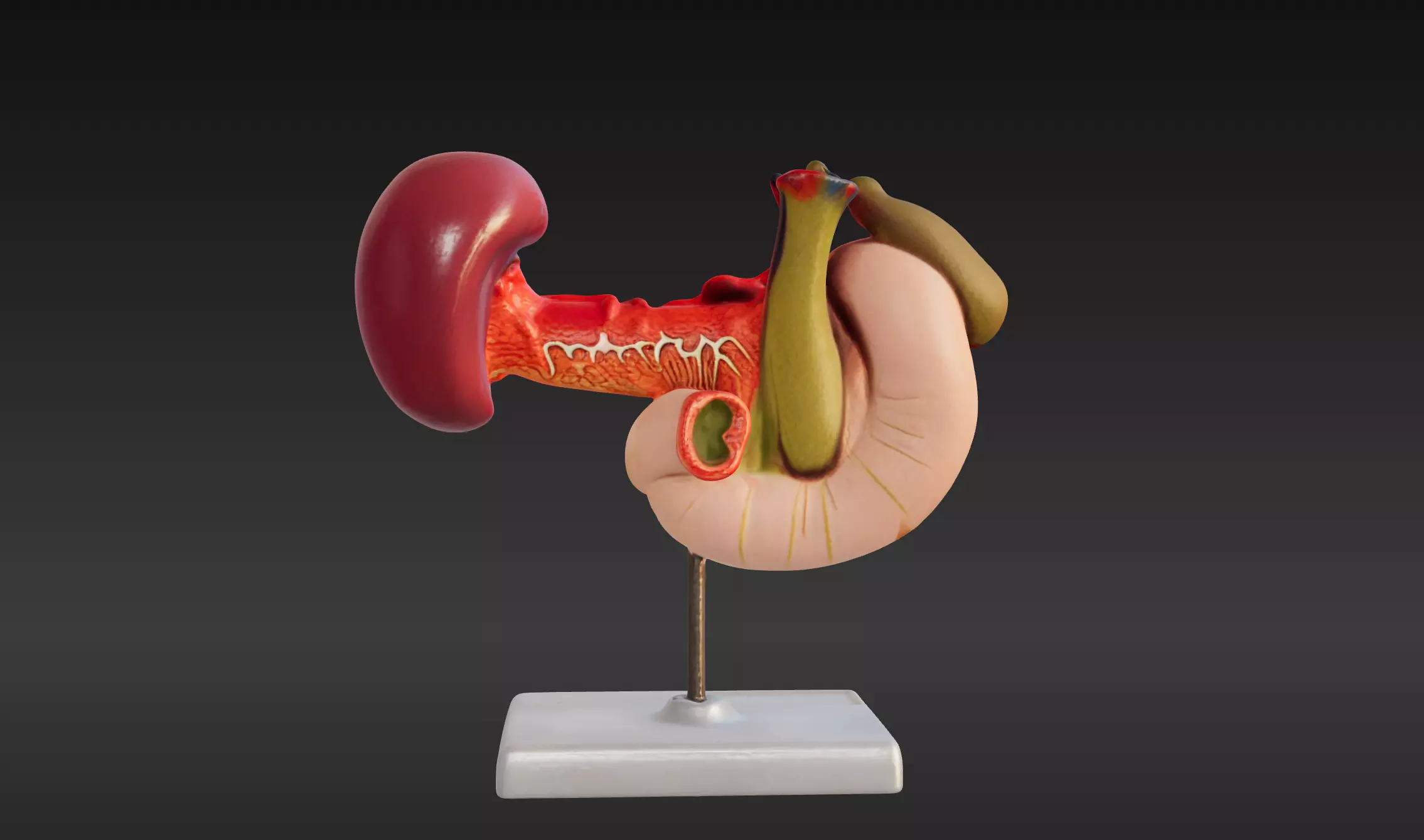 3D Model of Rear Organs Of The Upper Abdomen Anatomy 3D print model_0