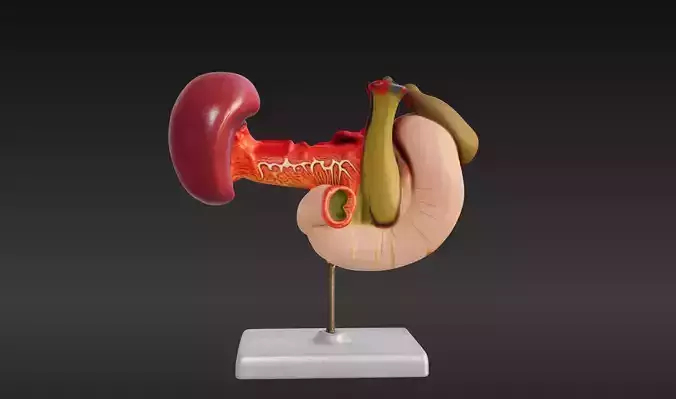 3D Model of Rear Organs Of The Upper Abdomen Anatomy 3D print model
