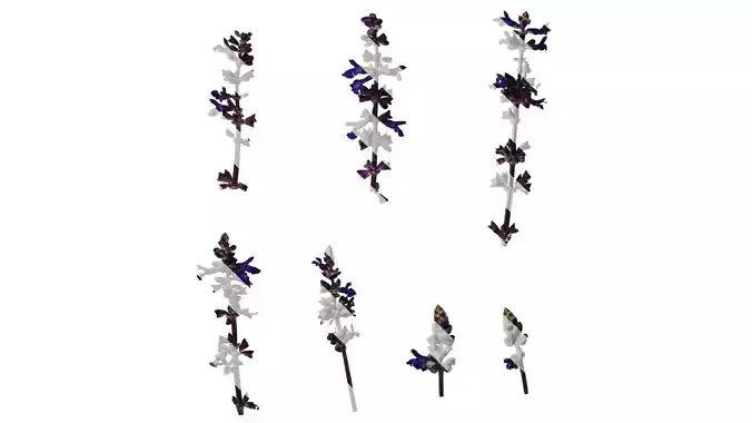 Anydrafts Salvia 02 Flower 01