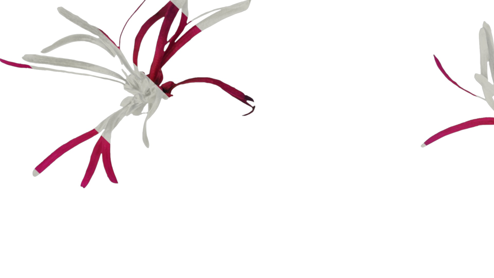 Anydrafts Loropetalum chinense Flower 02 Texture_1