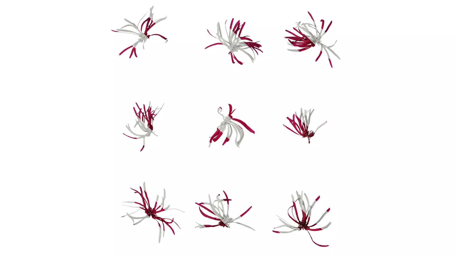 Anydrafts Loropetalum chinense Flower 02 Texture_0