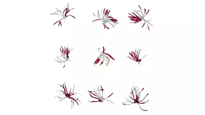 Anydrafts Loropetalum chinense Flower 02