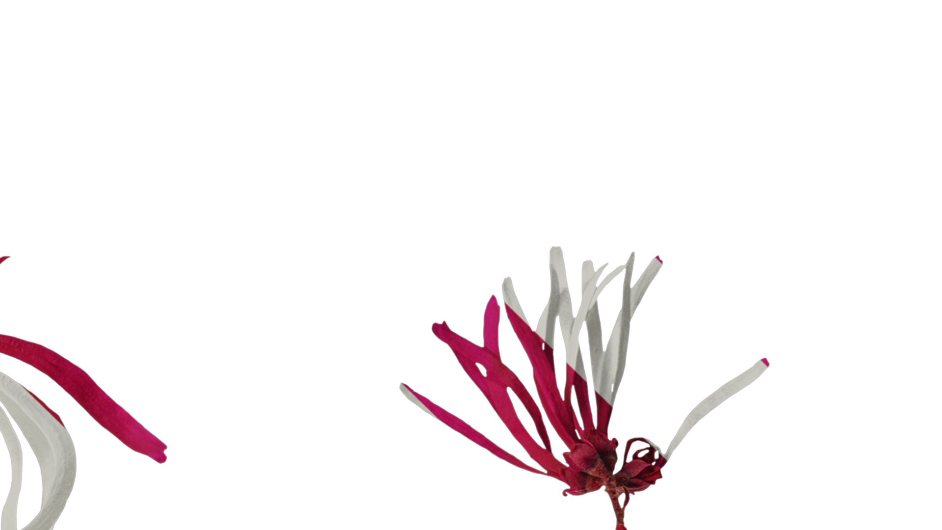 Anydrafts Loropetalum chinense Flower 02 Texture_4