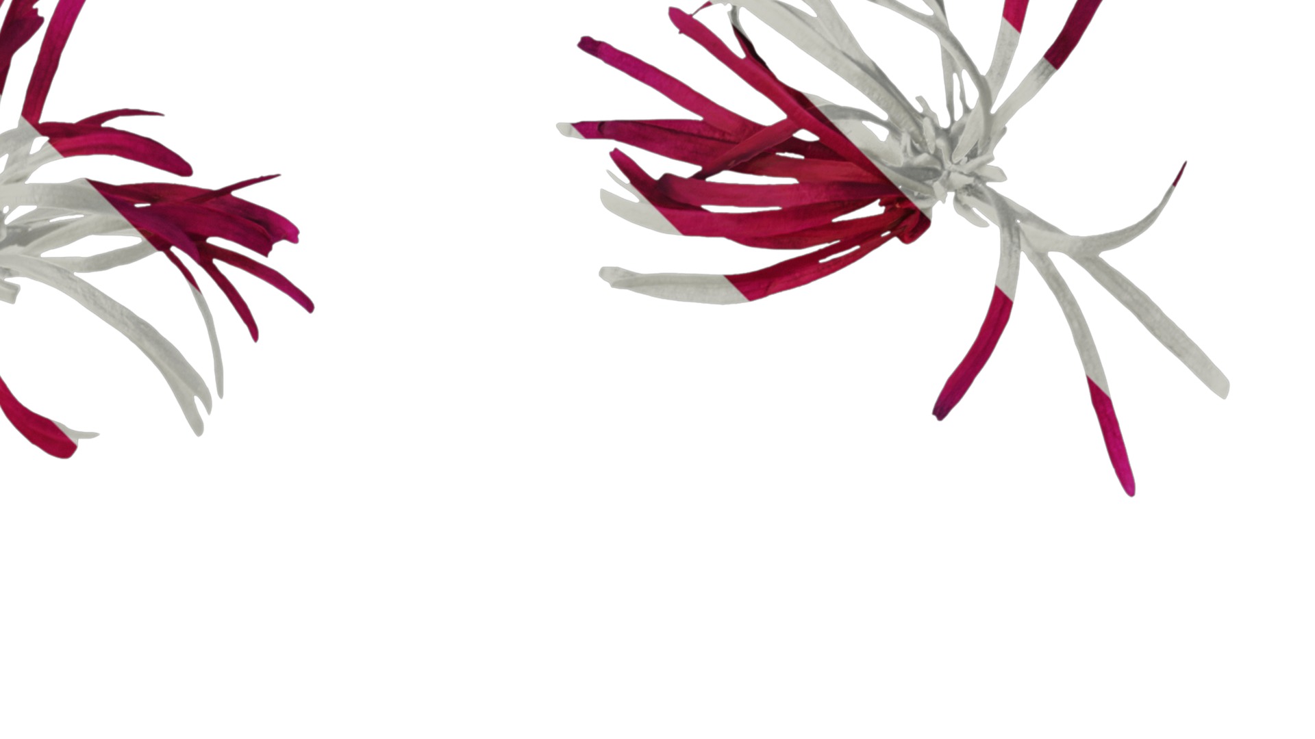 Anydrafts Loropetalum chinense Flower 02 Texture_2