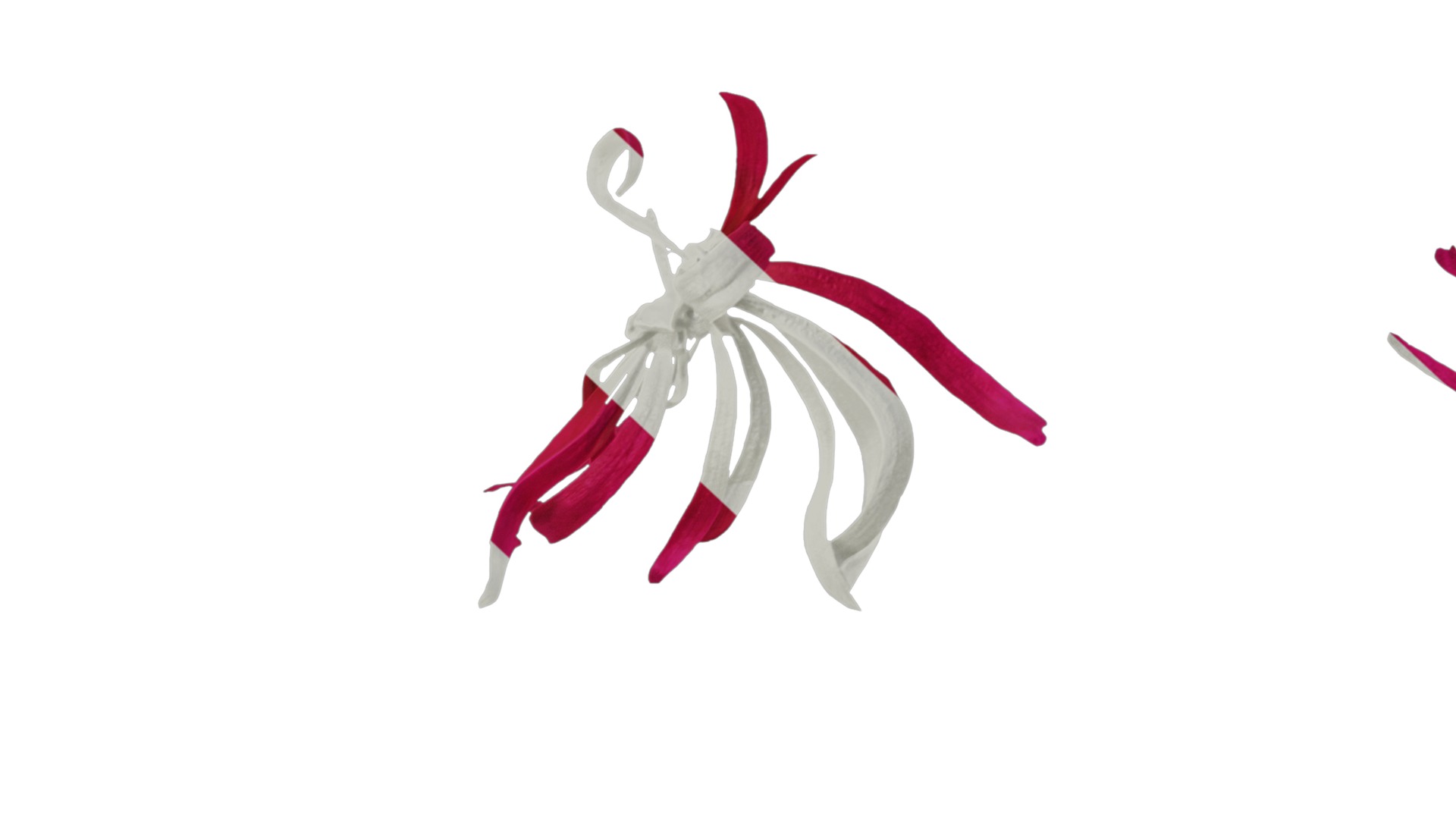 Anydrafts Loropetalum chinense Flower 02 Texture_7