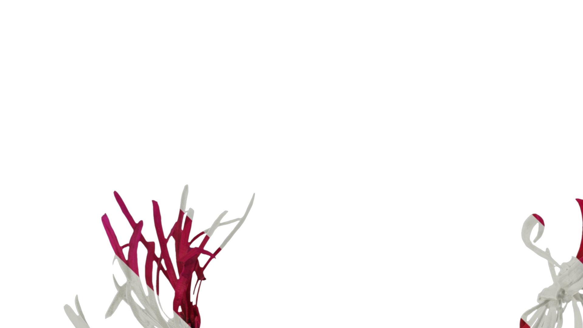 Anydrafts Loropetalum chinense Flower 02 Texture_3