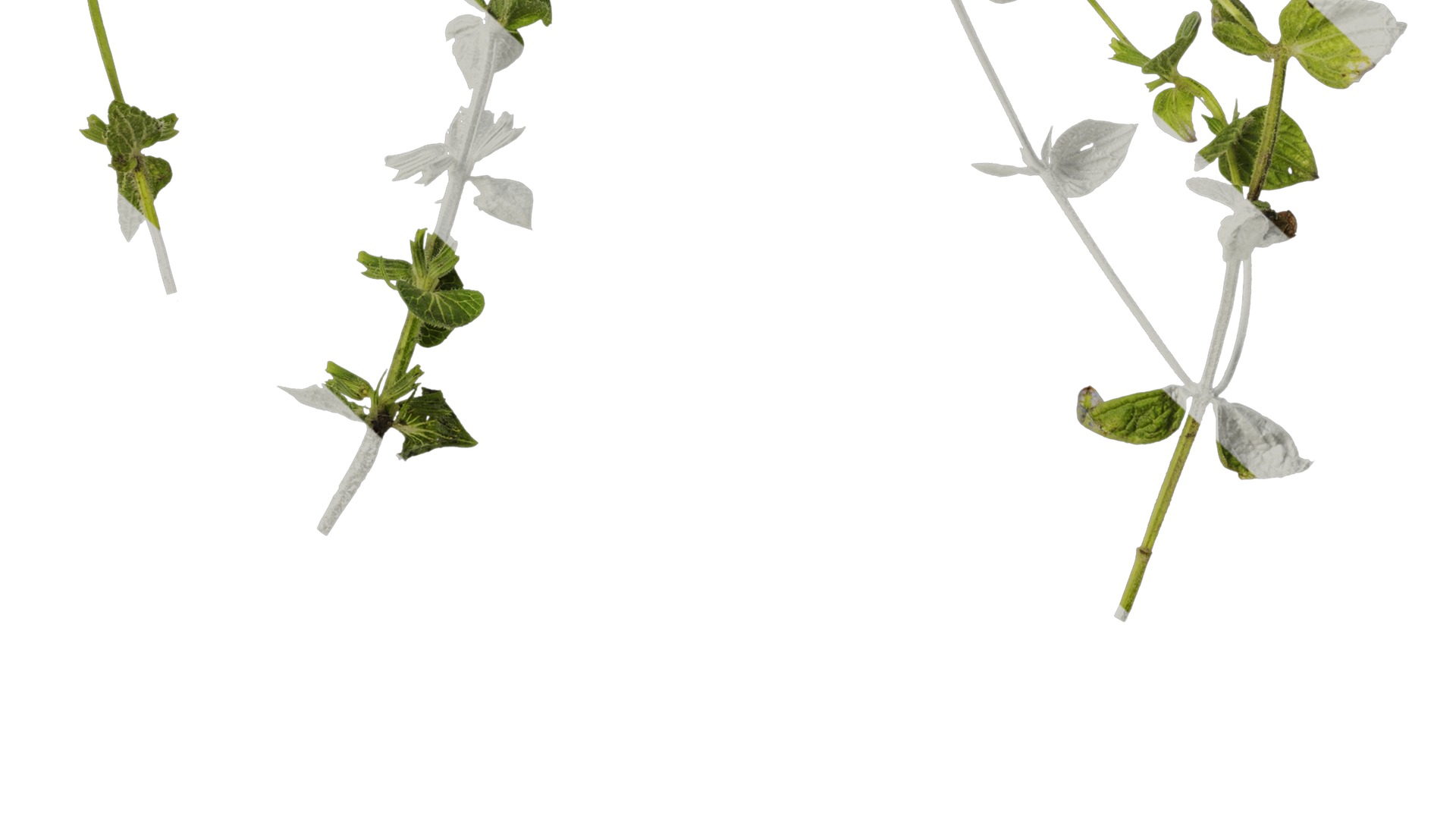 Anydrafts Salvia 03 Atlas 01 Texture_7