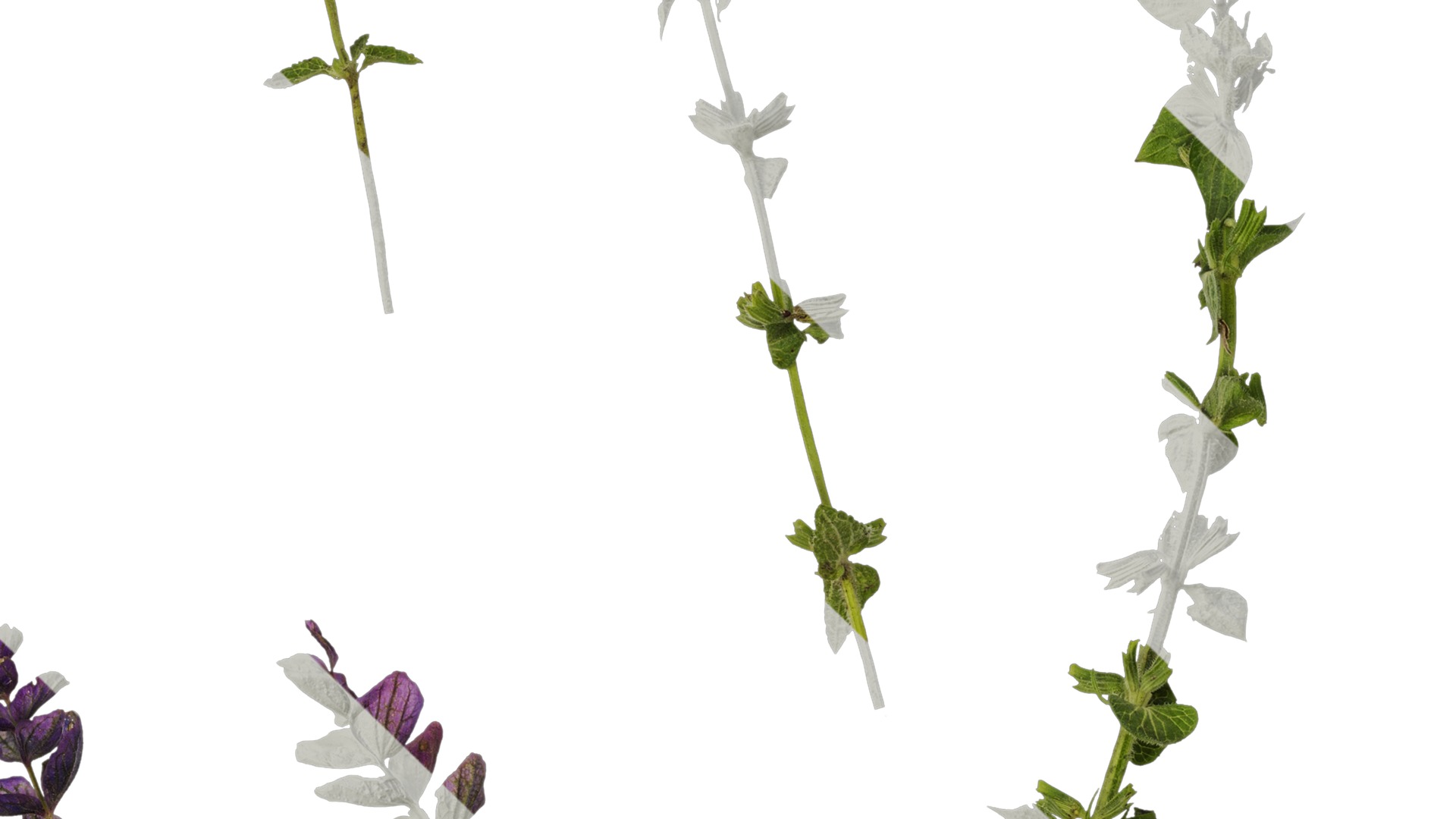 Anydrafts Salvia 03 Atlas 01 Texture_3