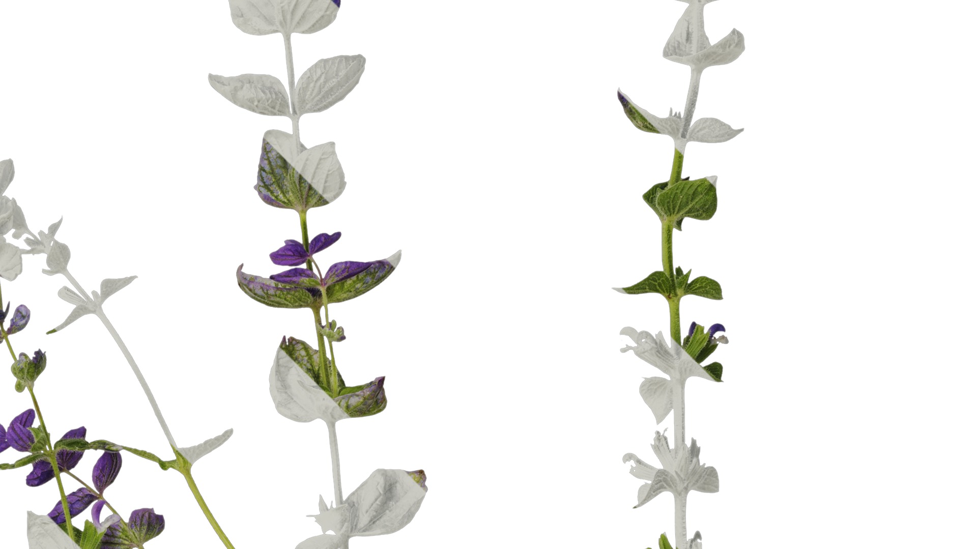 Anydrafts Salvia 03 Atlas 01 Texture_2