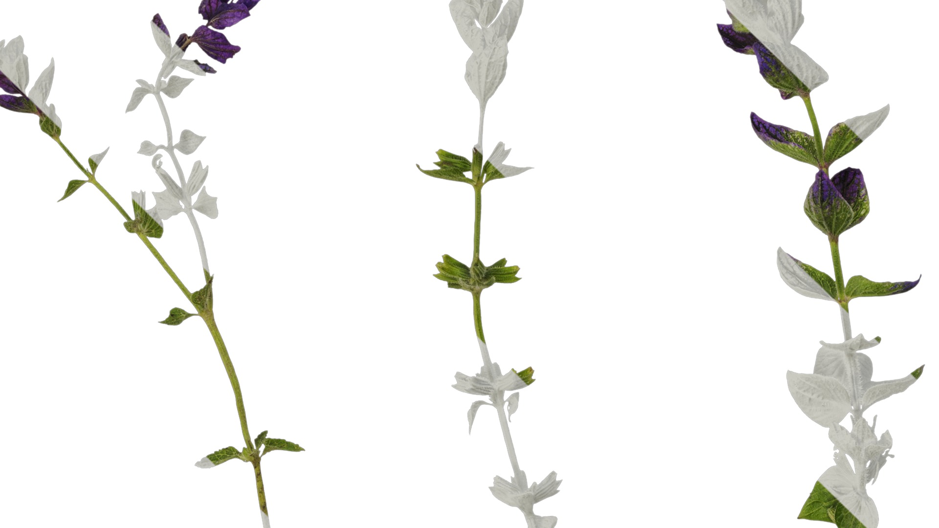 Anydrafts Salvia 03 Atlas 01 Texture_1