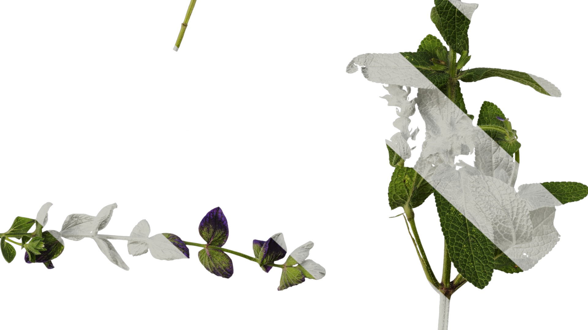 Anydrafts Salvia 03 Atlas 01 Texture_6