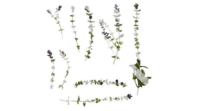 Anydrafts Salvia 03 Atlas 01 Texture
