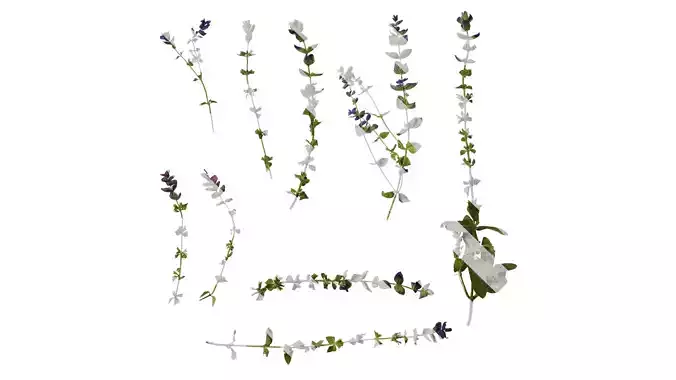 Anydrafts Salvia 03 Atlas 01