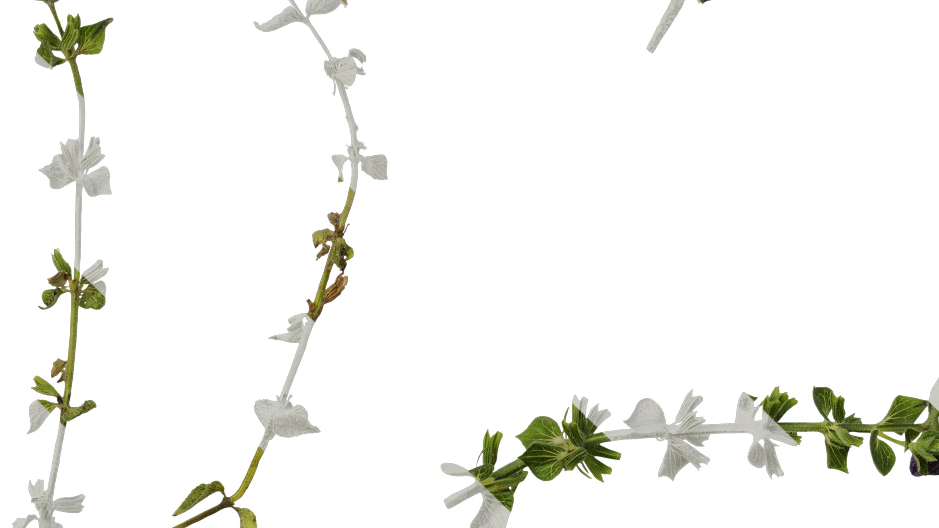 Anydrafts Salvia 03 Atlas 01 Texture_5