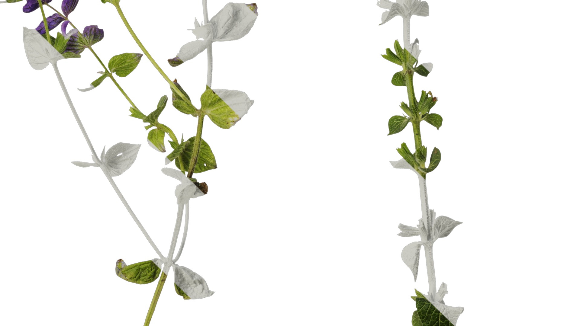 Anydrafts Salvia 03 Atlas 01 Texture_4