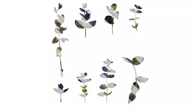 Anydrafts Salvia 03 Atlas 02