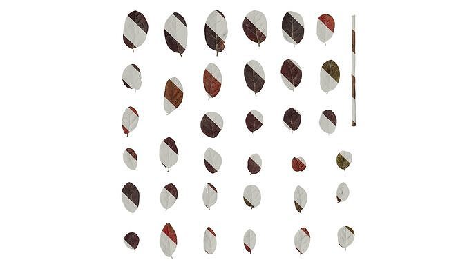 Anydrafts Loropetalum chinense Leaf 01 Texture