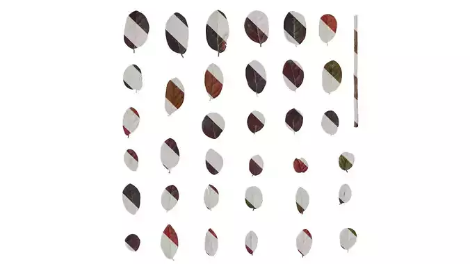 Anydrafts Loropetalum chinense Leaf 01