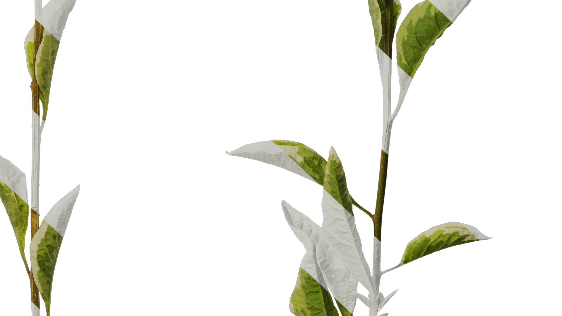 Anydrafts Lycianthes rantonnetii variegata Atlas 01 Texture_6