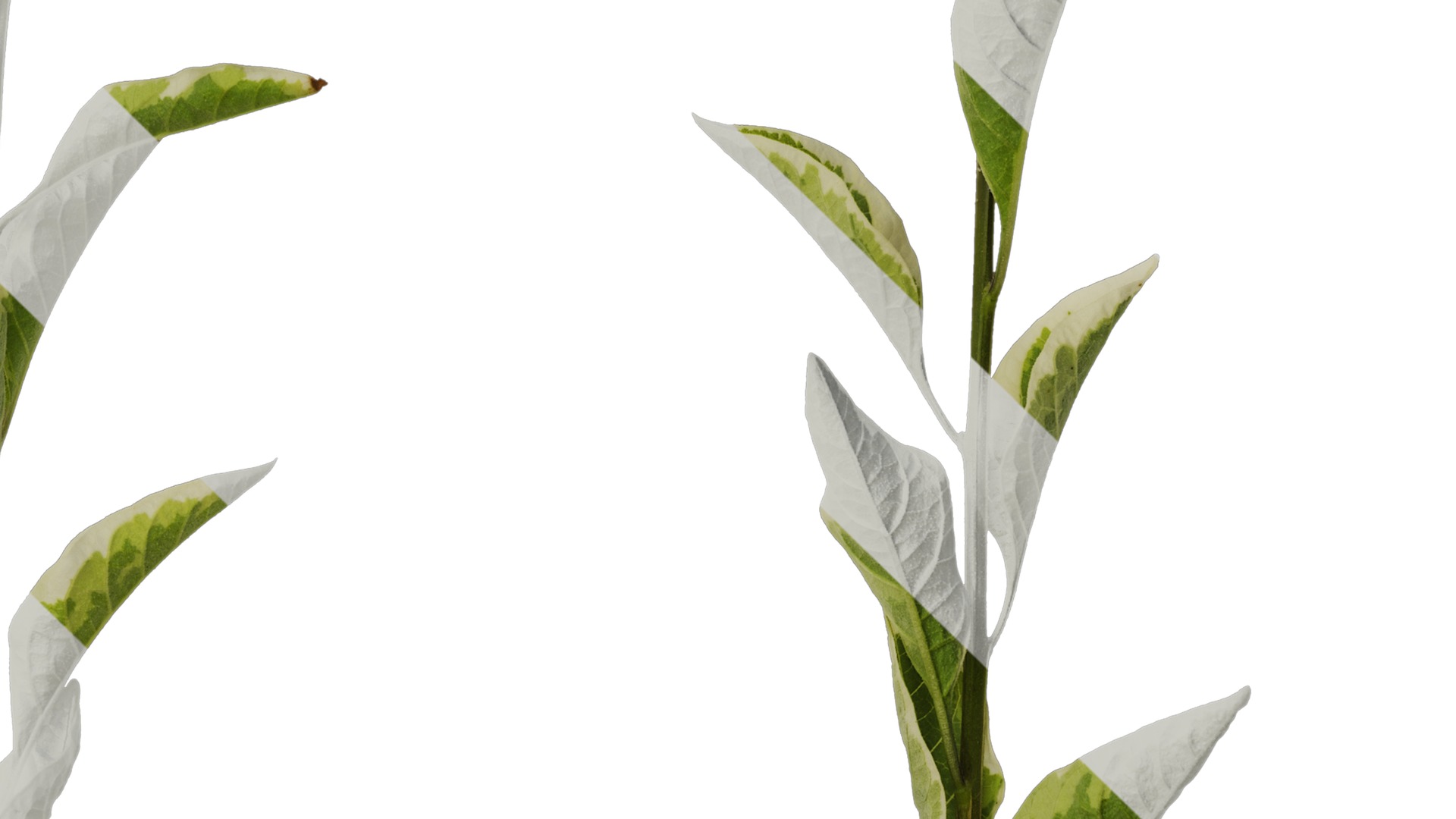 Anydrafts Lycianthes rantonnetii variegata Atlas 01 Texture_4