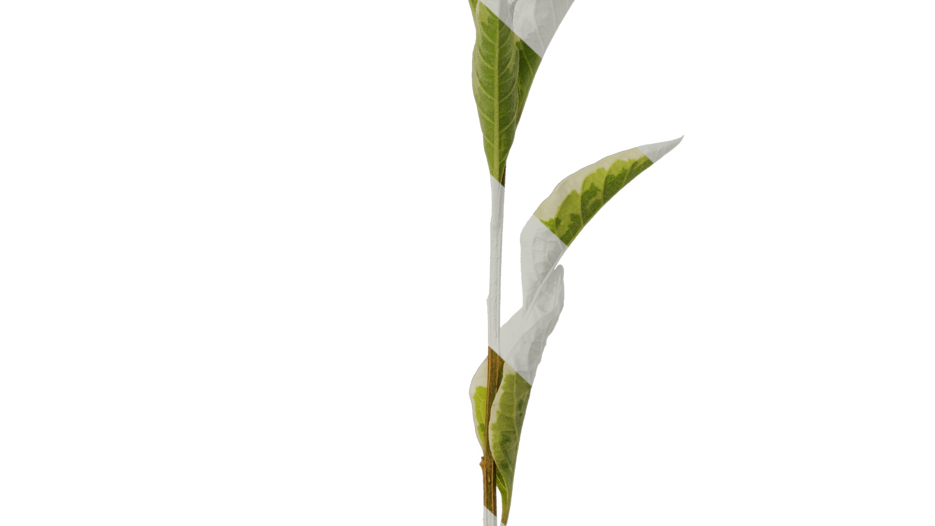 Anydrafts Lycianthes rantonnetii variegata Atlas 01 Texture_7