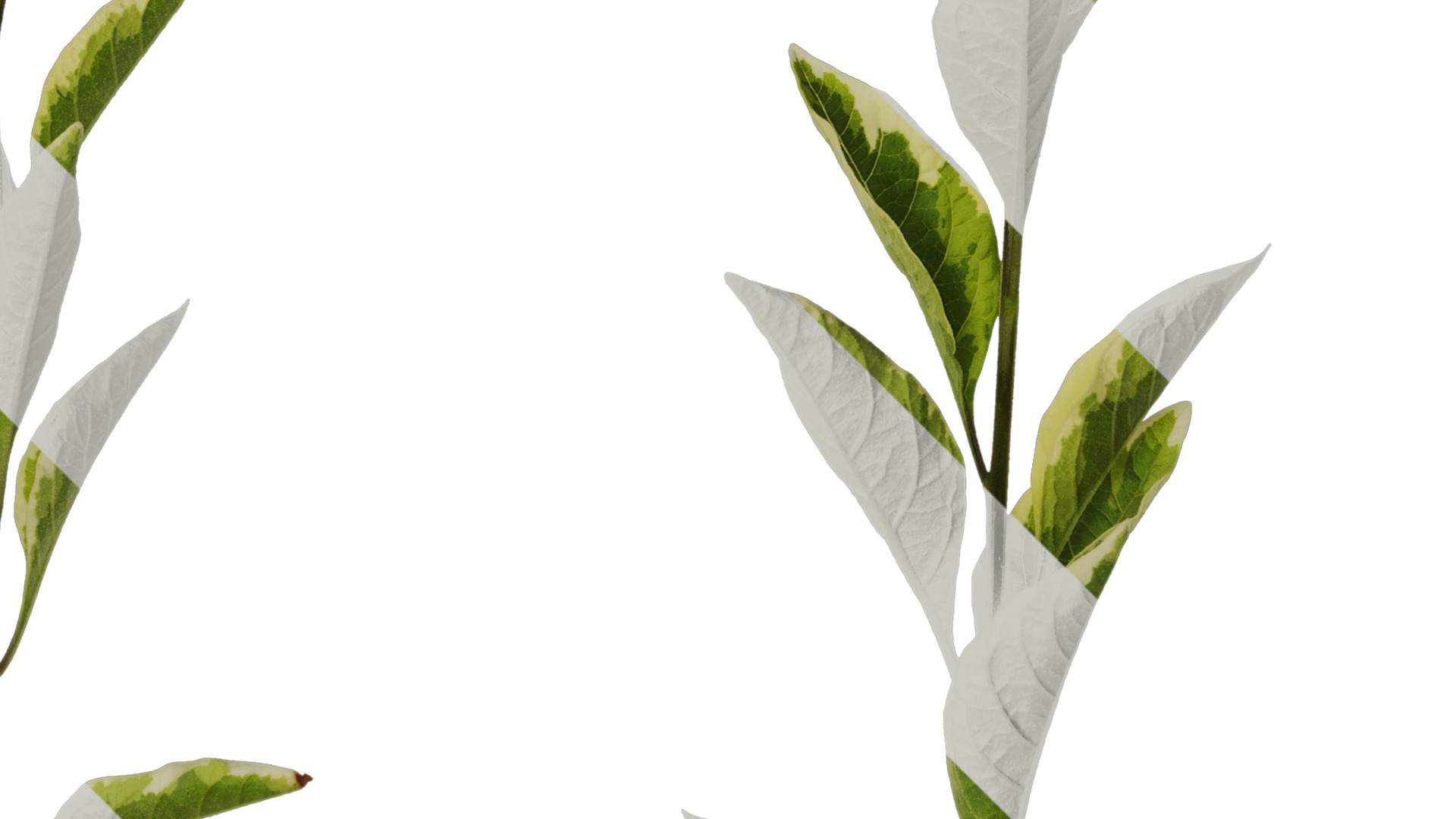 Anydrafts Lycianthes rantonnetii variegata Atlas 01 Texture_2