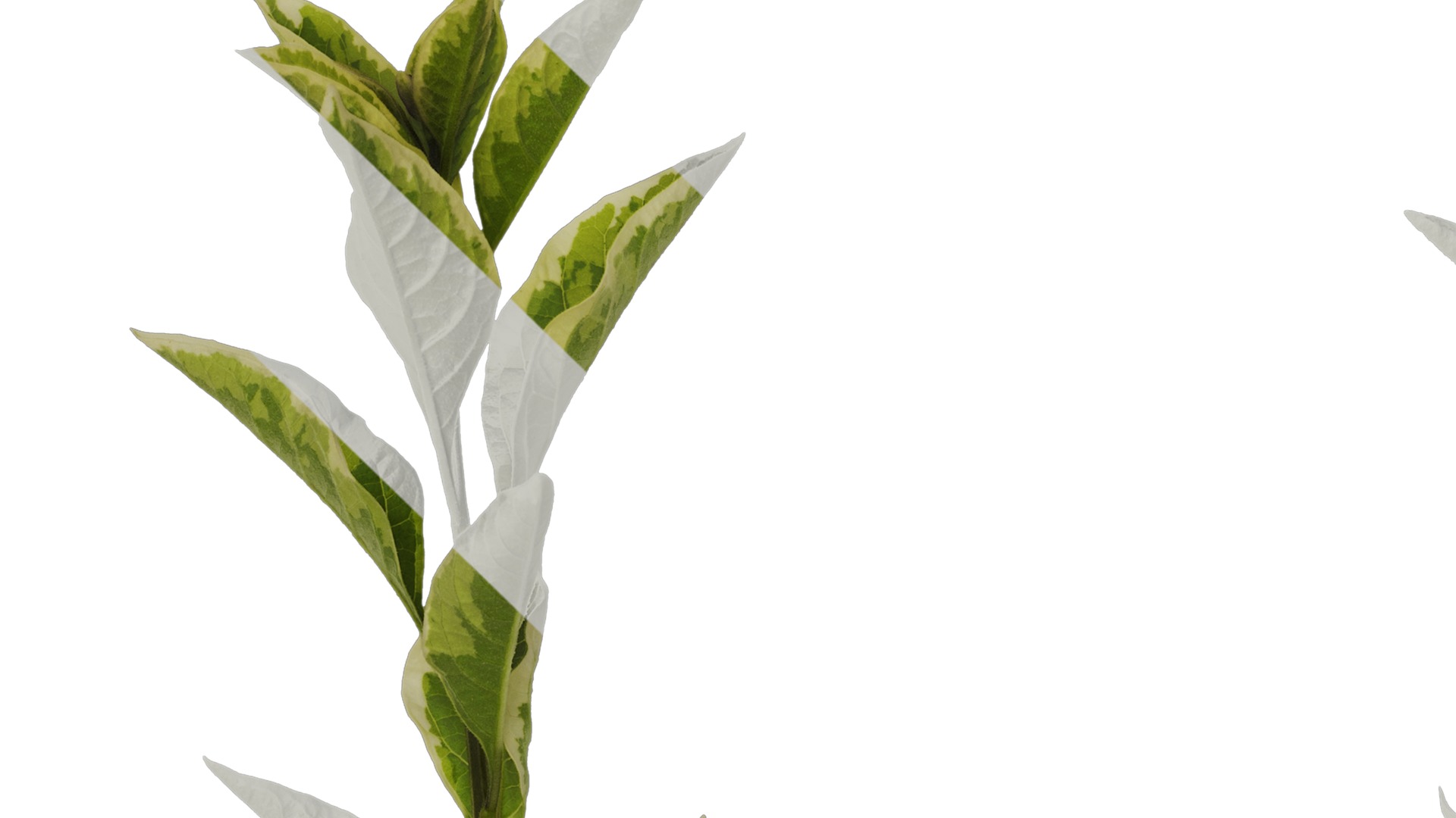 Anydrafts Lycianthes rantonnetii variegata Atlas 01 Texture_1