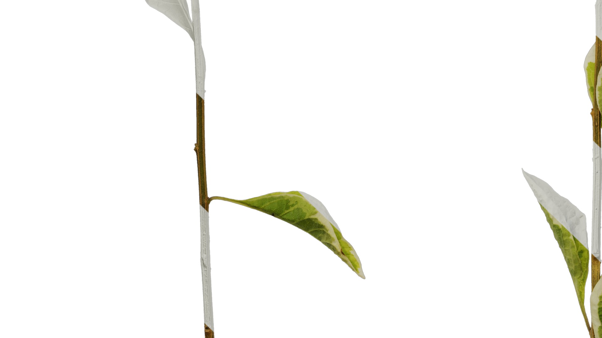 Anydrafts Lycianthes rantonnetii variegata Atlas 01 Texture_5