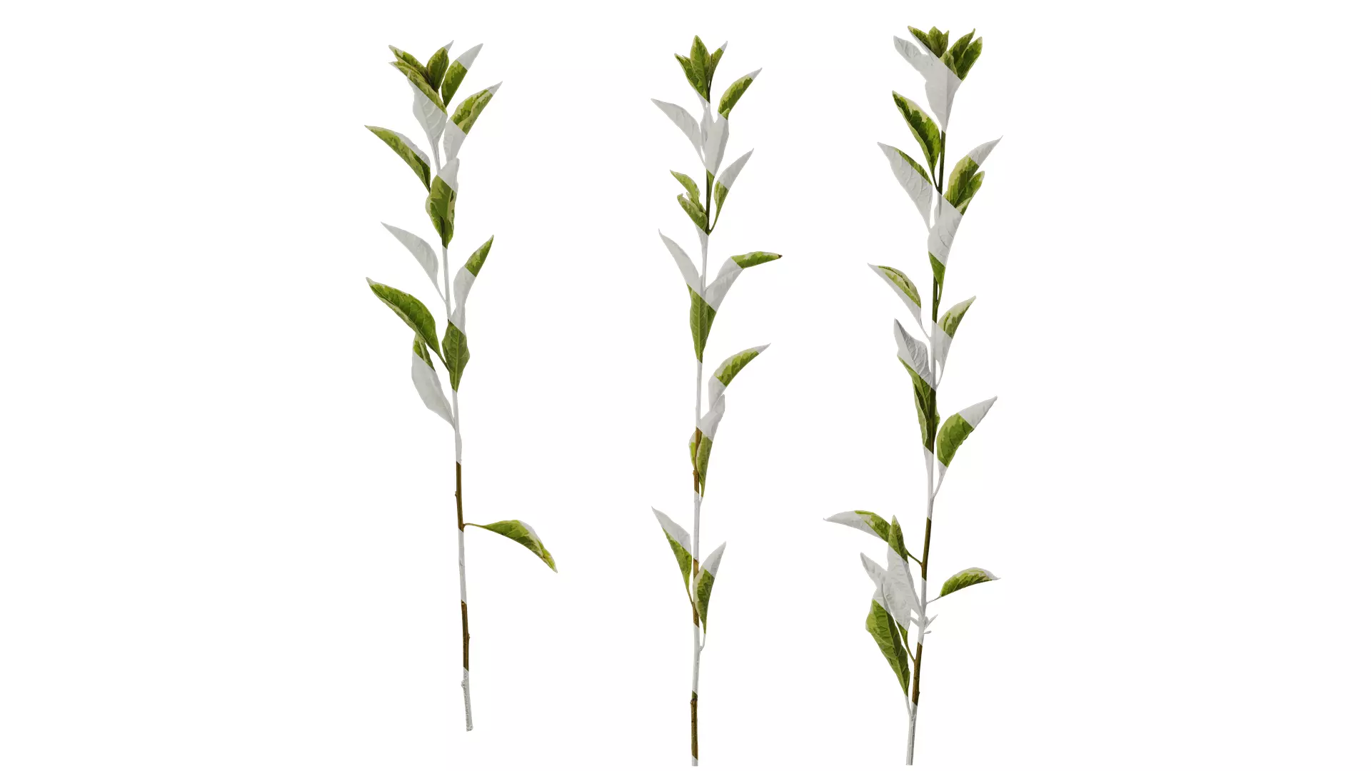 Anydrafts Lycianthes rantonnetii variegata Atlas 01 Texture_0