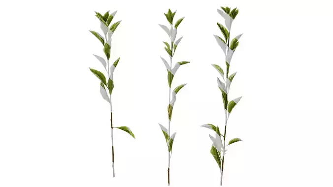 Anydrafts Lycianthes rantonnetii variegata Atlas 01