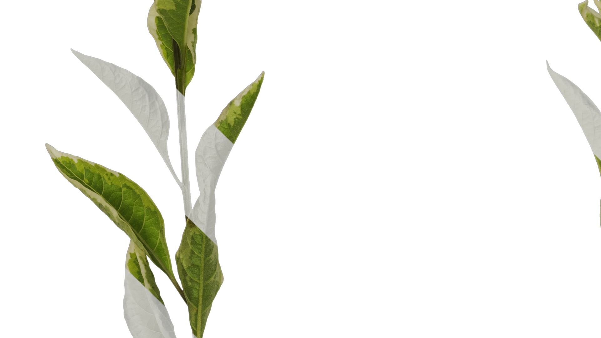 Anydrafts Lycianthes rantonnetii variegata Atlas 01 Texture_3