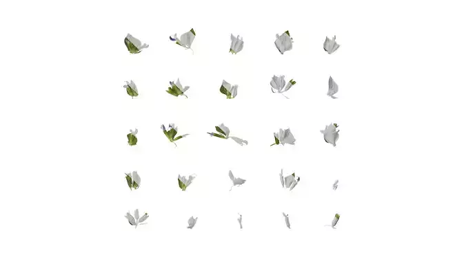 Anydrafts Salvia 03 Flower 01