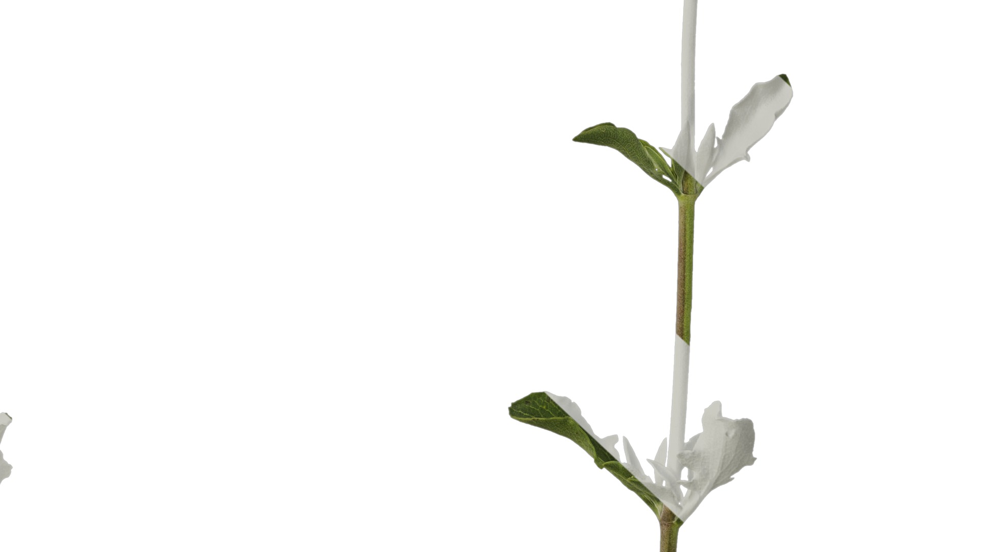 Anydrafts Salvia 04 Atlas 01 Texture_7