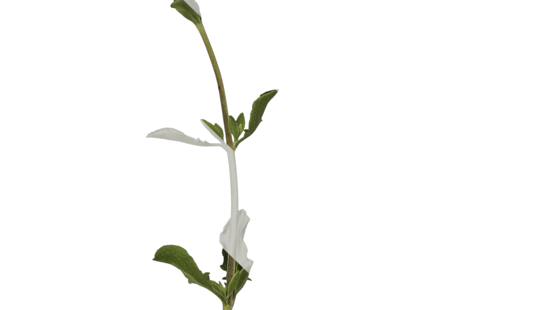 Anydrafts Salvia 04 Atlas 01 Texture_3