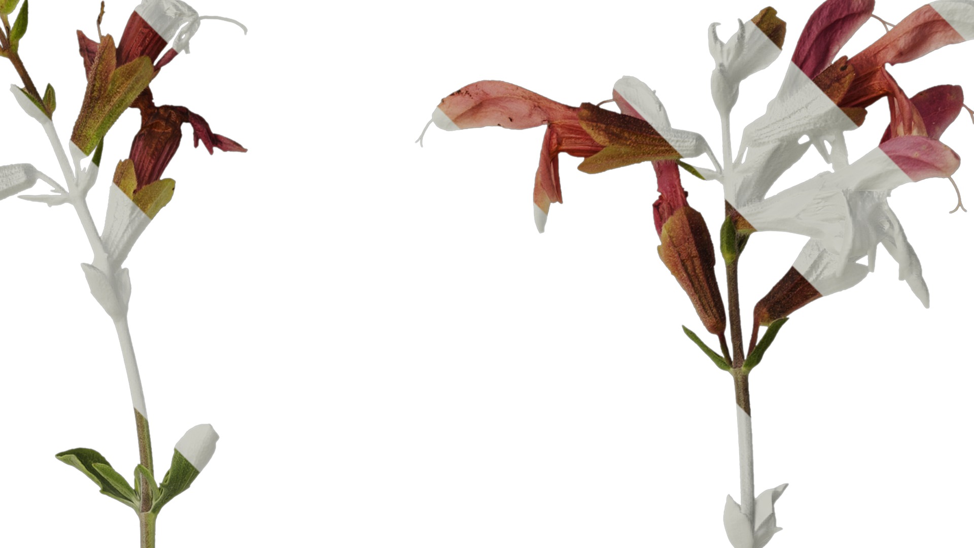 Anydrafts Salvia 04 Atlas 01 Texture_2