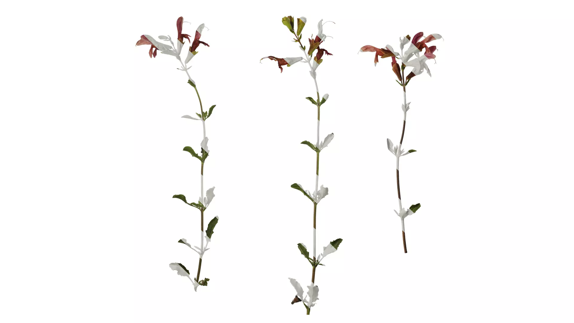 Anydrafts Salvia 04 Atlas 01 Texture_0