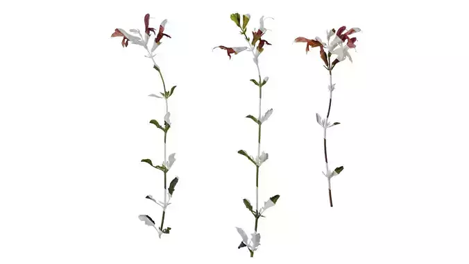 Anydrafts Salvia 04 Atlas 01