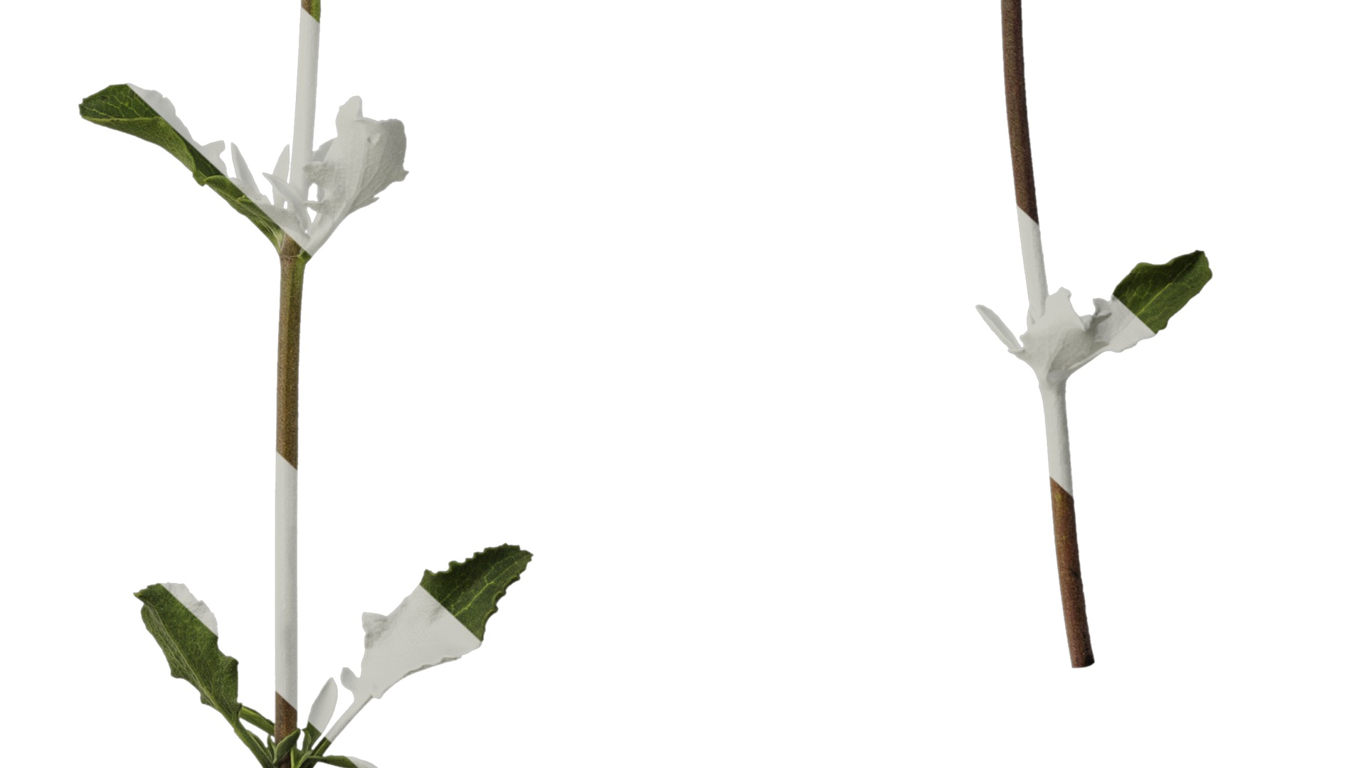 Anydrafts Salvia 04 Atlas 01 Texture_6