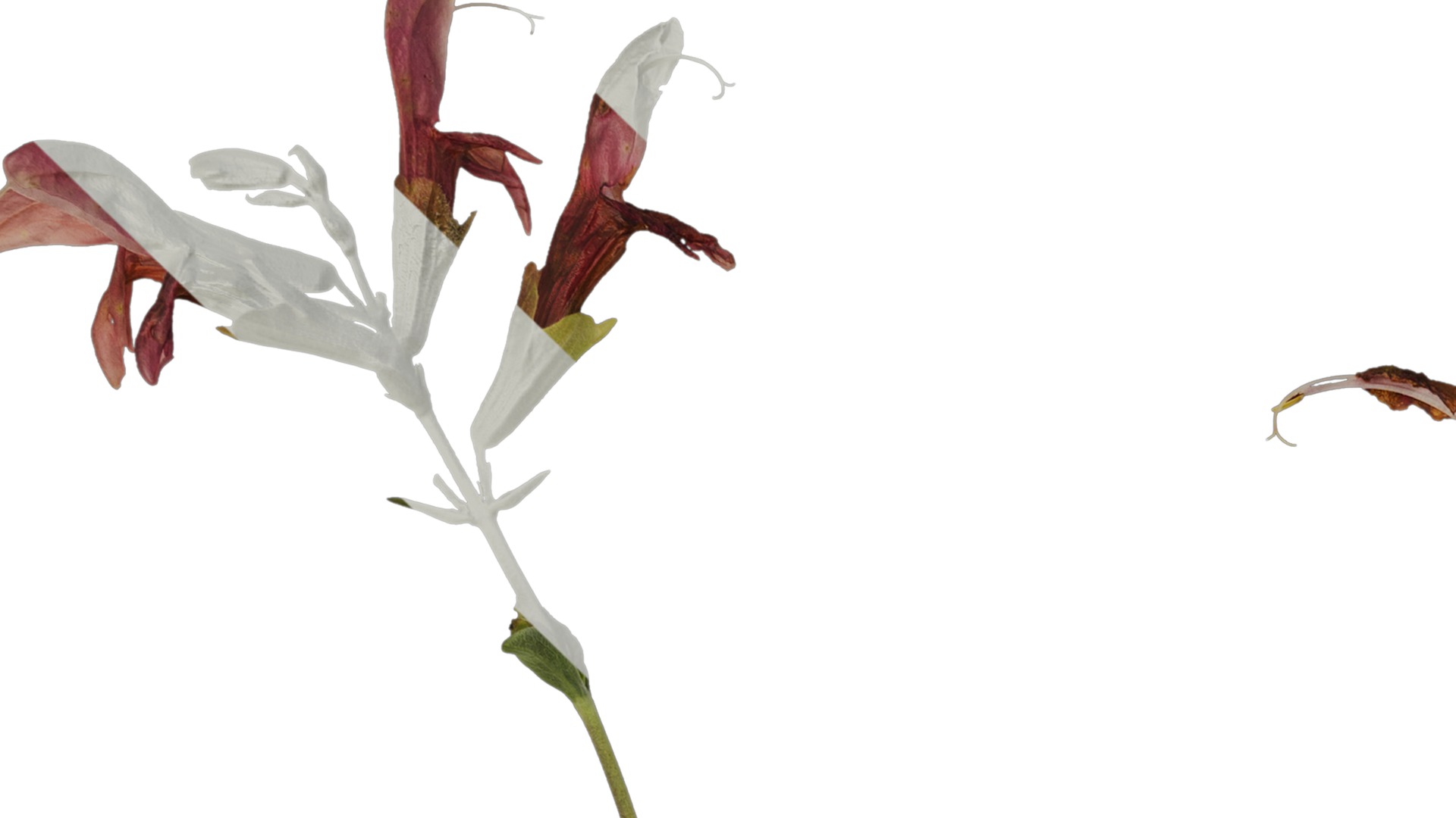 Anydrafts Salvia 04 Atlas 01 Texture_1