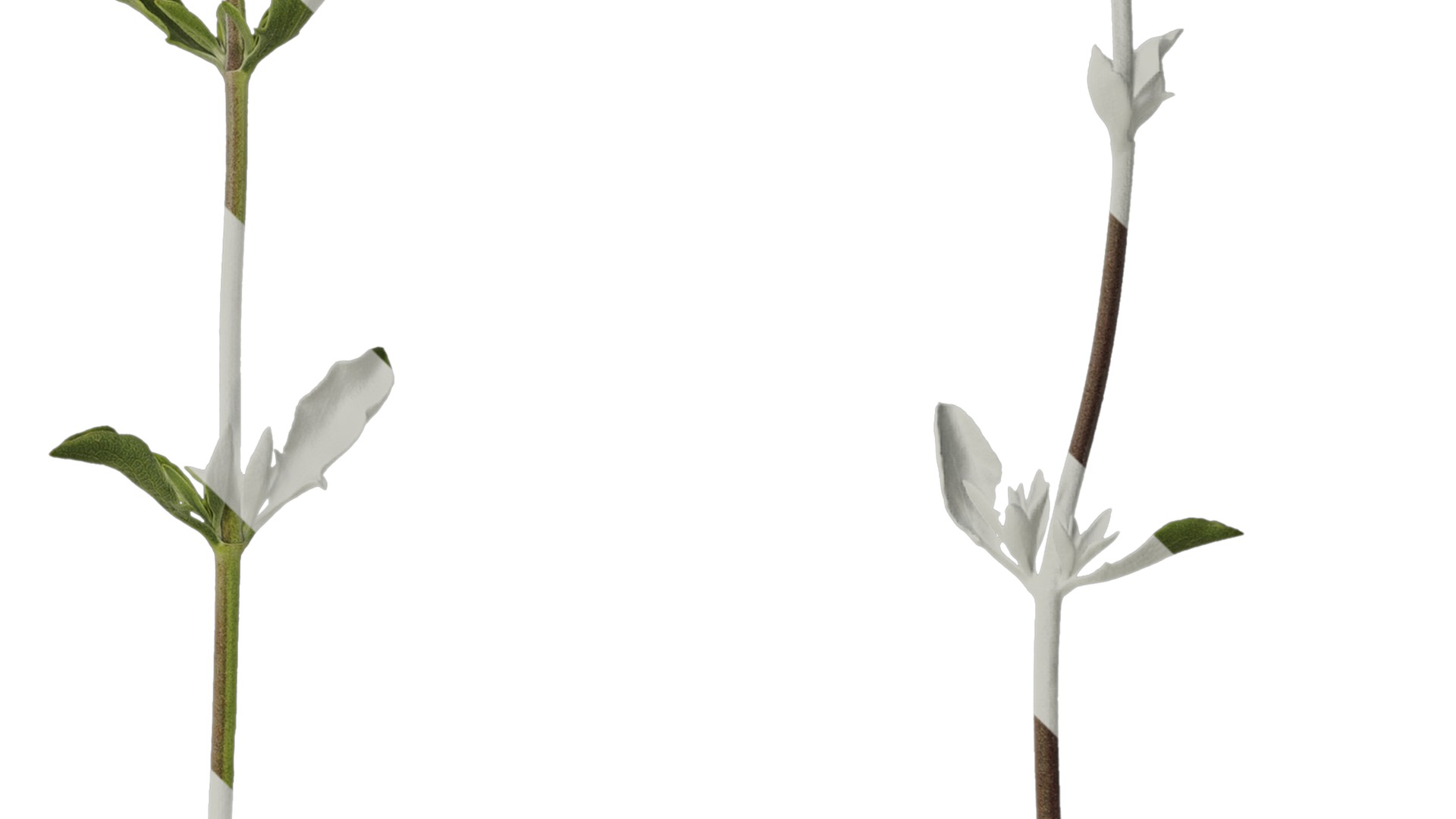 Anydrafts Salvia 04 Atlas 01 Texture_4