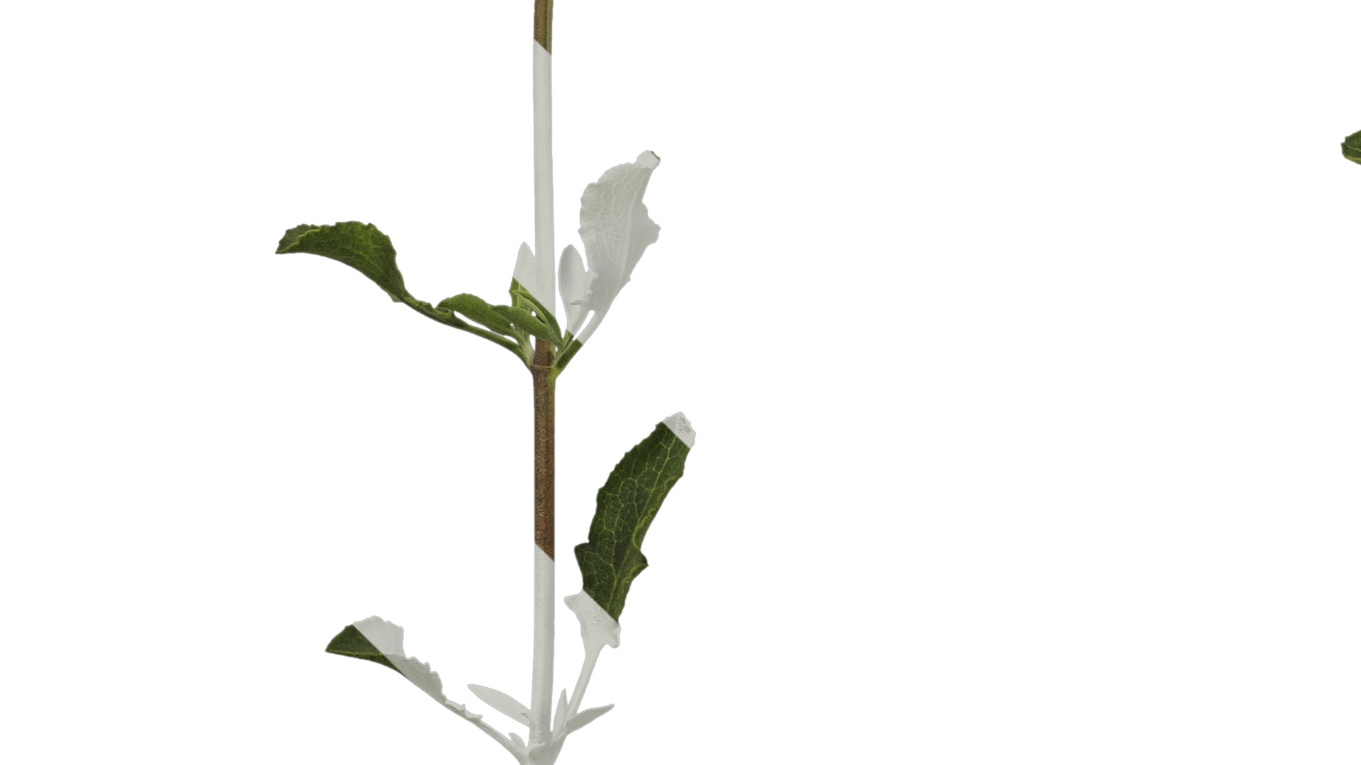 Anydrafts Salvia 04 Atlas 01 Texture_5