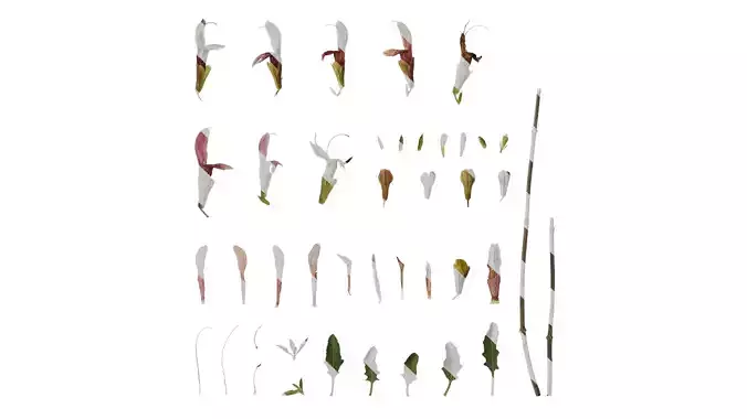 Anydrafts Salvia 04 Atlas 02