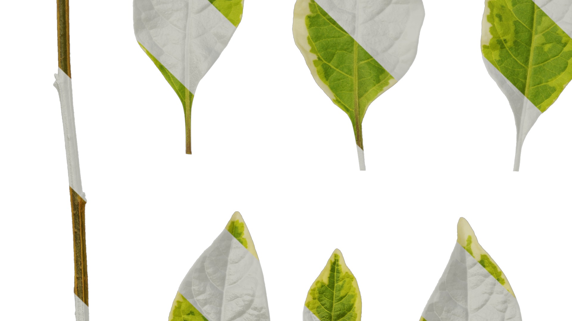 Anydrafts Lycianthes rantonnetii variegata Leaf 01 Texture_5