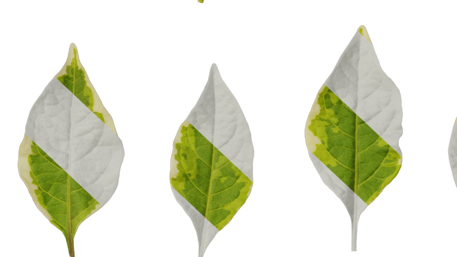 Anydrafts Lycianthes rantonnetii variegata Leaf 01 Texture_7