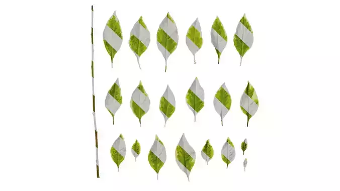 Anydrafts Lycianthes rantonnetii variegata Leaf 01